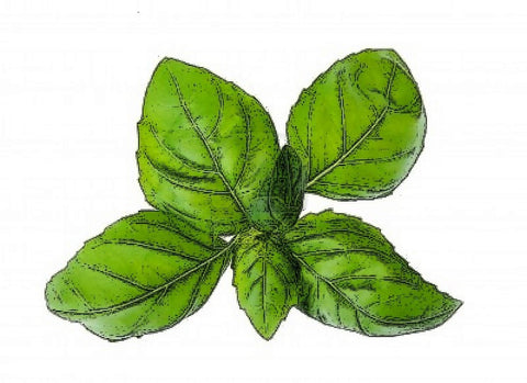 Basil Infused Olive Oil